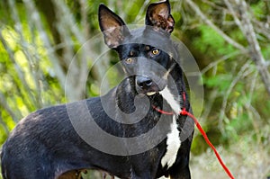 Shepherd Cattledog Terrier mixed breed dog