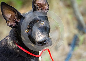 Shepherd Cattledog Terrier mixed breed dog