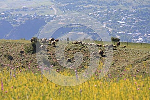 Shepherd in the Caucasus photo