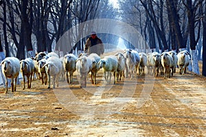 Shepherd on country road