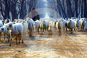 Shepherd on country road