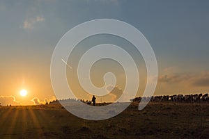 Shepherd with cow on the Slovak mountain