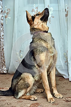 Shepherd crossbreed dog photo