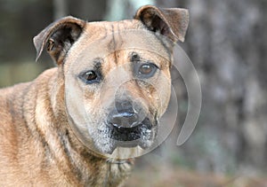 Shepherd Cur mix dog adoption photo