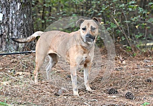 Shepherd Cur mix dog adoption photo