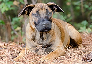 Shepherd Dobie Mutt Mixed Breed