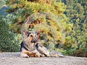 Shepherd dog