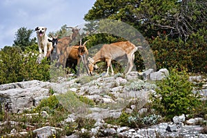 A shepherd dog accompanying a herd of goats. Gargano, Italy, Europe.