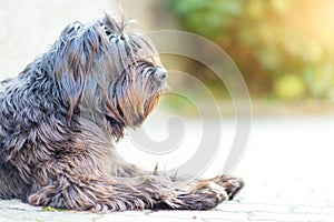 Shepherd dog bergamasco profile