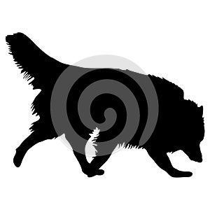 Shepherd dog black silhouette on white background