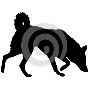 Shepherd dog black silhouette on white background