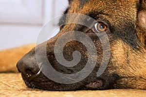 Shepherd dog closeup