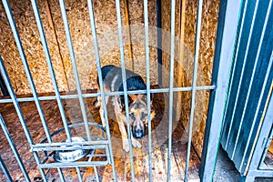 Shepherd dog in the crate in shelter