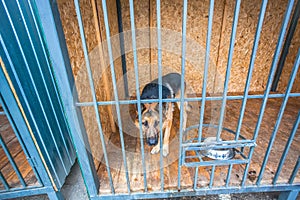 Shepherd dog in the crate in shelter