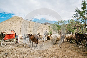 Shepherd, dog, donkey and flock of sheep