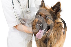 Shepherd dog examination by veterinary doctor