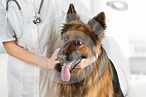 Shepherd dog examination by veterinary doctor in office