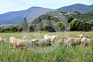Shepherd dog guarding and leading the sheep flock