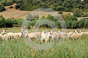 Shepherd dog guarding and leading the sheep flock