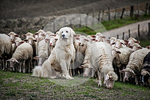 Shepherd dog guarding the sheep flock