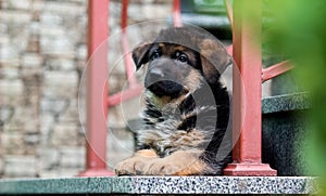 El perro guardias pasos 