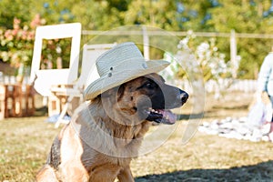Shepherd dog in hat sitting and looking forwards outdoors