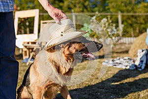 Shepherd dog in hat sitting and looking forwards outdoors in summer. Man holding a hat over dogs head