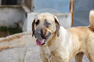 Shepherd dog kangal