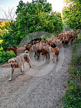 Shepherd dog leading goats on a dirt path in Spain