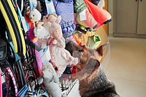 Shepherd dog looking with interest at the pet toys