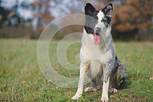 Shepherd dog in outdoor countryside colorful portrait