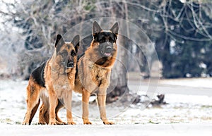 Shepherd dog outdoors