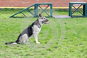 Shepherd dog on the playground