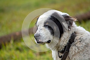 Shepherd dog portrait at the farm in Romania mountains