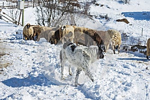 A shepherd dog protect sheep flock in the winter mountain. Disguise, uniqueness and/or lost in the crowd concept