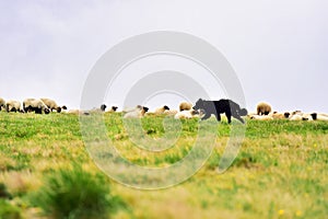 Shepherd dog protecting sheep herd