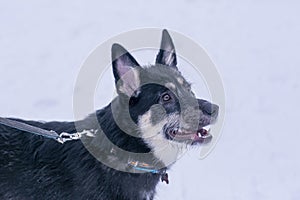 shepherd dog puppy close up photo on leash