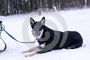 shepherd dog puppy full body photo on leash