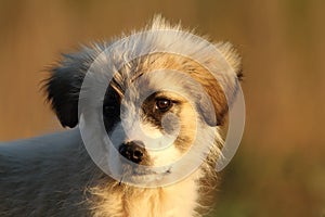 Shepherd dog puppy portrait at dawn