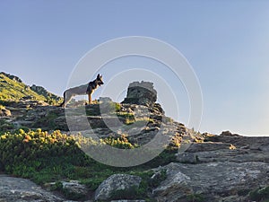 Shepherd dog on rocky mount Vuhaty Kamin. Hiking in mountains with dog. Chornohora, Ukraine.