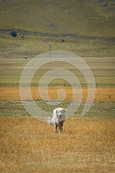 Shepherd Dog running in the valley of Castelluccio, Umbria Italy