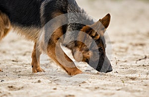 Shepherd dog sniffing photo