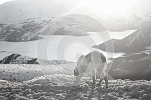 A shepherd dog in the snowy mountain under sunset