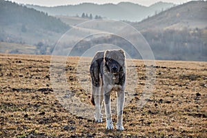 Shepherd dog standing in grassland