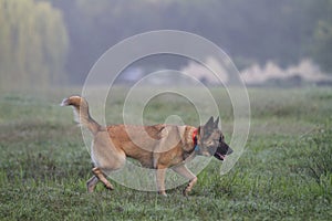Shepherd dog walking in tall grass off leash