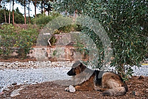 The shepherd dog is watching under the olive tree