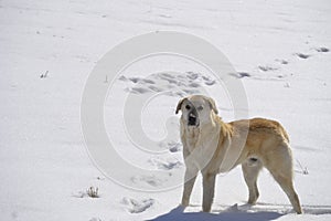 Shepherd dog in winter looks say what does he want