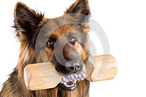 Shepherd dog with wood dumbbell shape apporte training object isolated