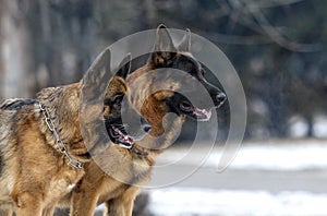 shepherd dogs