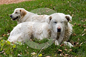 Shepherd dogs couple